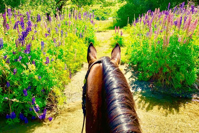 Cardrona High Country Pub Trail Horse Riding Trek (Intermediate+) - Back along the Cardrona River: how much canter you’ll get
