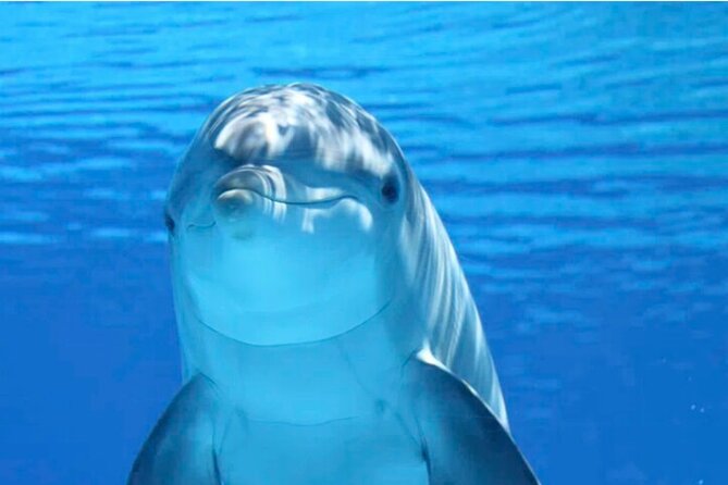 Ft Myers Beach 2 Hour Tiki Pub Fun in the Sun Dolphin Cruise - Key Highlights at a Glance