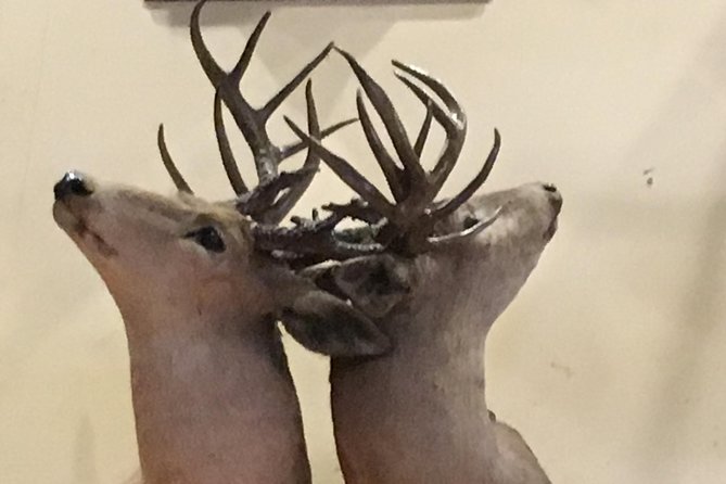 Private History Pub Tour through the Menger & Buckhorn Saloon - The guide experience: how Emzy-style storytelling makes the tour click